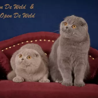Open De Weld професійний розплідник шотландськіх та британських кішок