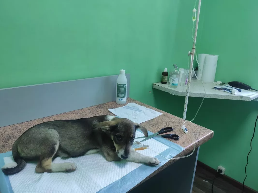 ᐅ Ветеринарна клініка "ВЕТСВІТ" Кропивницький Кримська вулиця, 62/41