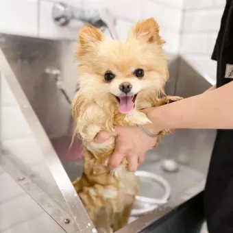 Грумінг & Зооготель HiPaw