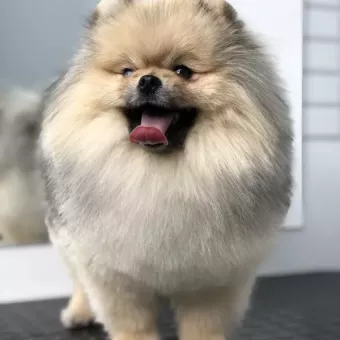ICONIC GROOMING STUDIO