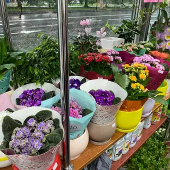 Квіти квіткова крамниця