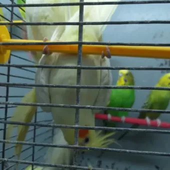 Master Zoo