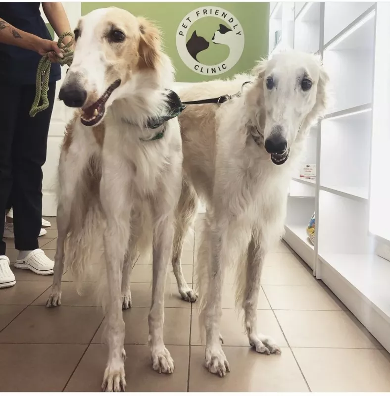 ᐅ Ветеринарна клініка Pet Friendly Clinic Івано-Франківськ вулиця ...