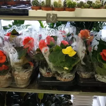Ideal Flora